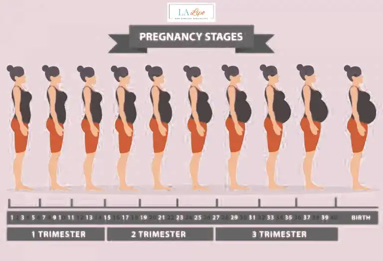 First Trimester (Weeks 1–12): Early Changes You Might Not Notice Knightsbridge